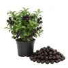 Surinam Cherry Tree Live Plant – 2-3 ft Tall – 1 Gallon Pot – Outdoor - Image 1