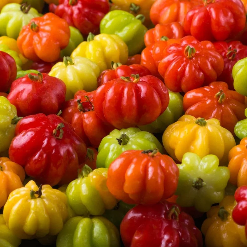 Surinam Cherry Tree Live Plant 4" Pot - 5-8" Tall, Edible Fruit, Outdoor - Image 2