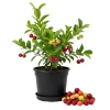 Surinam Cherry Tree Live Plant 4" Pot - 5-8" Tall, Edible Fruit, Outdoor - Image 1