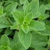 Sweet Marjoram Live Plant Starters - Set of 3 - 2-6" Tall - Culinary Herb - Image 1
