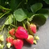 Sweet Sensation Strawberry Live Plants - Set of 4 Starter Plants, 4-6" Tall, Edible Fruit - Image 1