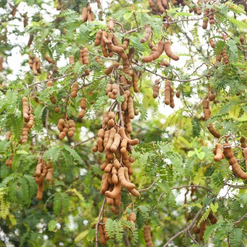 Sweet Tamarind Tree Live Plant – Tropical Fruit Tree, 16-20 Inches Tall, 1 Gallon Pot Sweet Tamarind Tree Live Plant – Tropical Fruit Tree, 16-20 Inches Tall, 1 Gallon Pot - Image 2