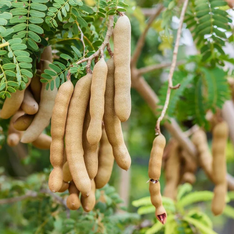 Sweet Tamarind Tree Live Plant – Tropical Fruit Tree, 16-20 Inches Tall, 1 Gallon Pot Sweet Tamarind Tree Live Plant – Tropical Fruit Tree, 16-20 Inches Tall, 1 Gallon Pot - Image 3