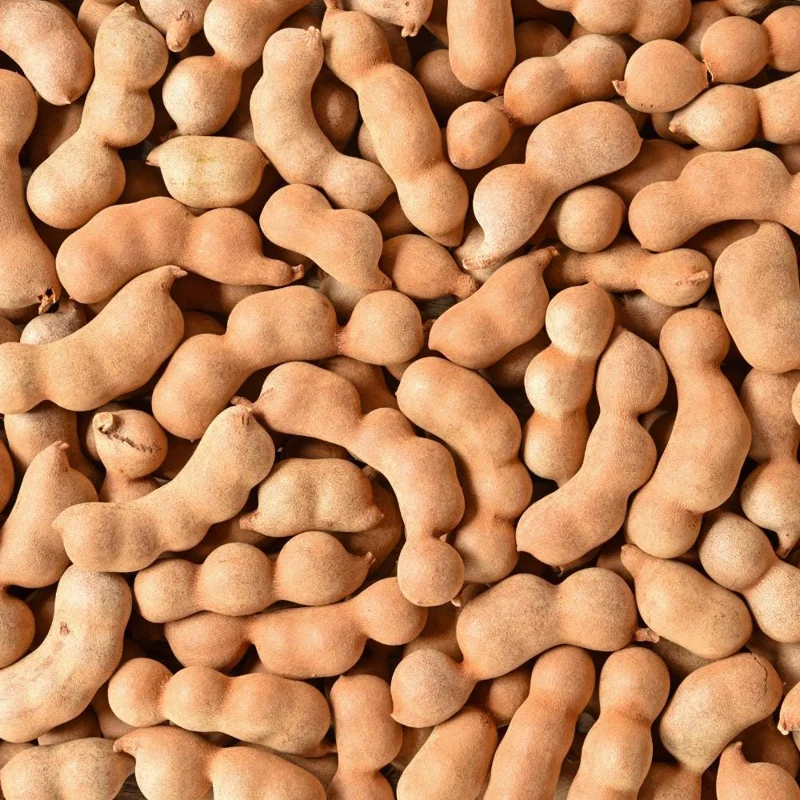 Sweet Tamarind Tree Live Plant – Tropical Fruit Tree, 16-20 Inches Tall, 1 Gallon Pot Sweet Tamarind Tree Live Plant – Tropical Fruit Tree, 16-20 Inches Tall, 1 Gallon Pot - Image 4