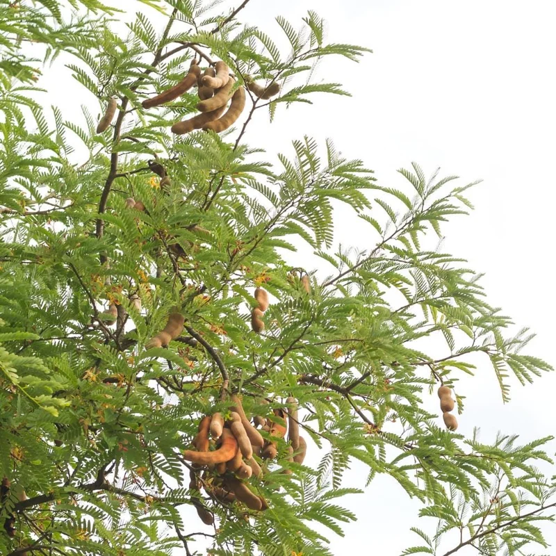 Sweet Tamarind Tree Live Plant – Tropical Fruit Tree, 16-20 Inches Tall, 1 Gallon Pot Sweet Tamarind Tree Live Plant – Tropical Fruit Tree, 16-20 Inches Tall, 1 Gallon Pot - Image 5