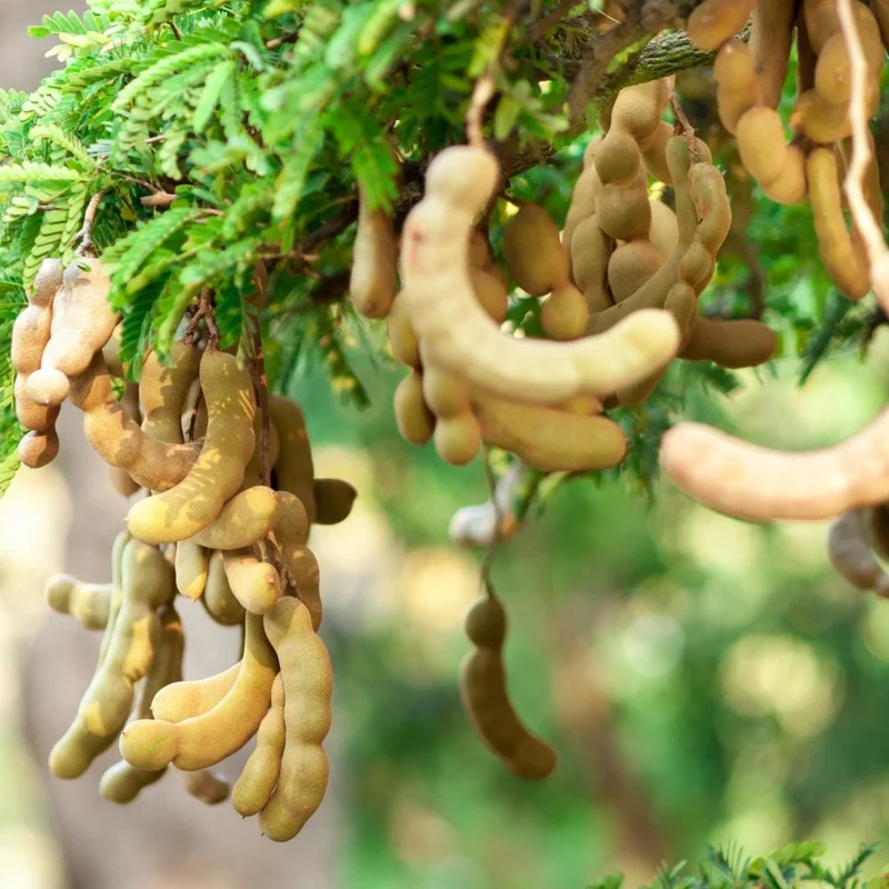 Sweet Tamarind Tree Live Plant – Tropical Fruit Tree, 16-20 Inches Tall, 1 Gallon Pot Sweet Tamarind Tree Live Plant – Tropical Fruit Tree, 16-20 Inches Tall, 1 Gallon Pot - Image 6