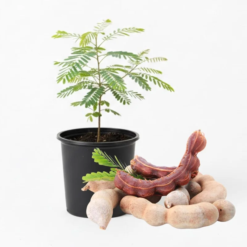 Sweet Tamarind Tree Live Plant – Tropical Fruit Tree, 16-20 Inches Tall, 1 Gallon Pot Sweet Tamarind Tree Live Plant – Tropical Fruit Tree, 16-20 Inches Tall, 1 Gallon Pot - Image 1