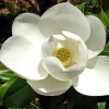 Sweetbay Magnolia Live Plant - 10-18" Tall, 1 Quart Pot, Creamy Blooms - Image 1