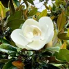 Sweetbay Magnolia Live Plant - 10-18" Tall - 1 Quart Pot - Creamy Blooms - Image 1