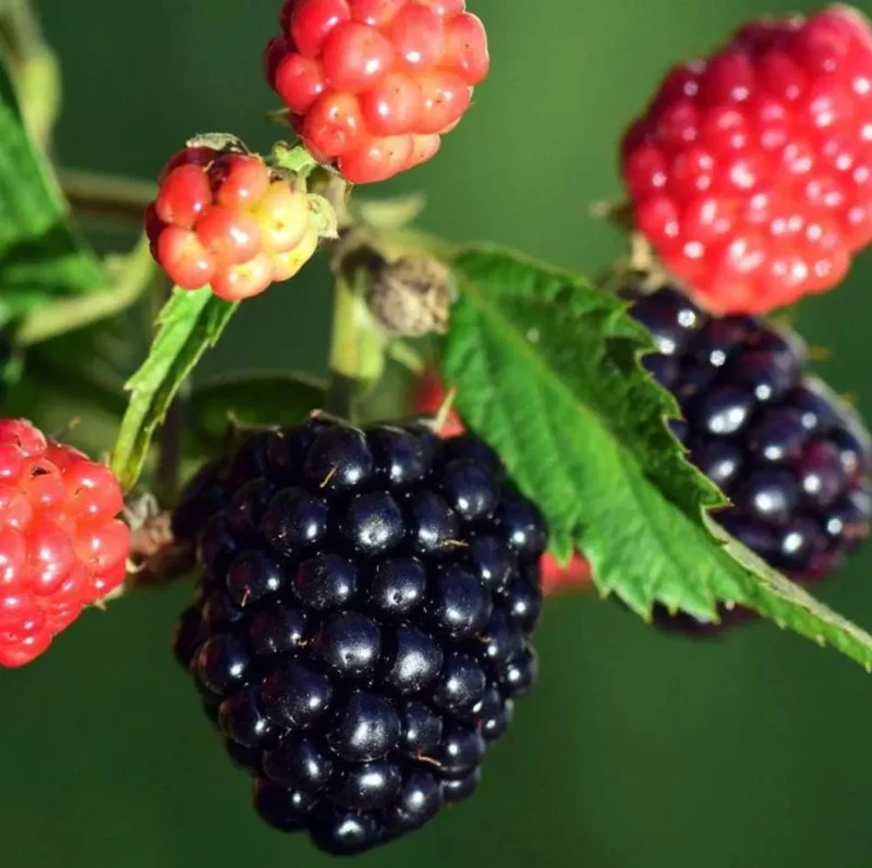 Sweetie Pie Thornless Blackberry Live Plants - 2 Pack - 4-8 Inch Tall Sweetie Pie Thornless Blackberry Live Plants - 2 Pack - 4-8 Inch Tall - Image 2