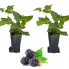 Sweetie Pie Thornless Blackberry Live Plants - 2 Pack - 4-8 Inch Tall Sweetie Pie Thornless Blackberry Live Plants - 2 Pack - 4-8 Inch Tall - Image 1