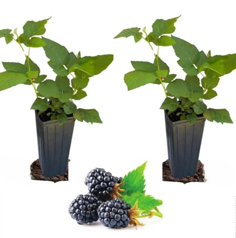 Sweetie Pie Thornless Blackberry Live Plants - 2 Pack - 4-8 Inch Tall Sweetie Pie Thornless Blackberry Live Plants - 2 Pack - 4-8 Inch Tall - Image 1