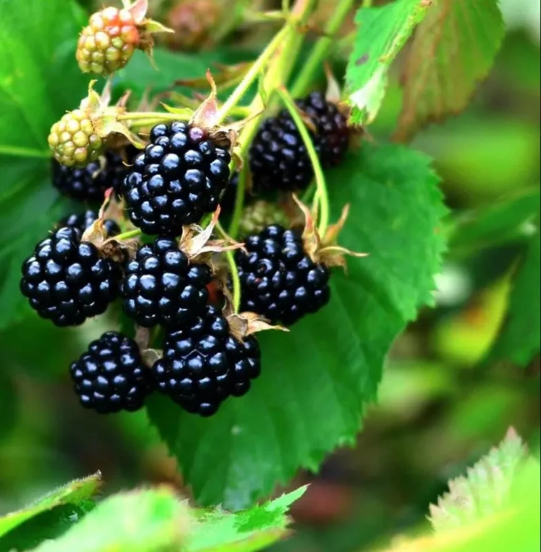 Sweetie Pie Thornless Blackberry Live Plants - 2 Pack - 4-8 Inch Tall Sweetie Pie Thornless Blackberry Live Plants - 2 Pack - 4-8 Inch Tall - Image 4