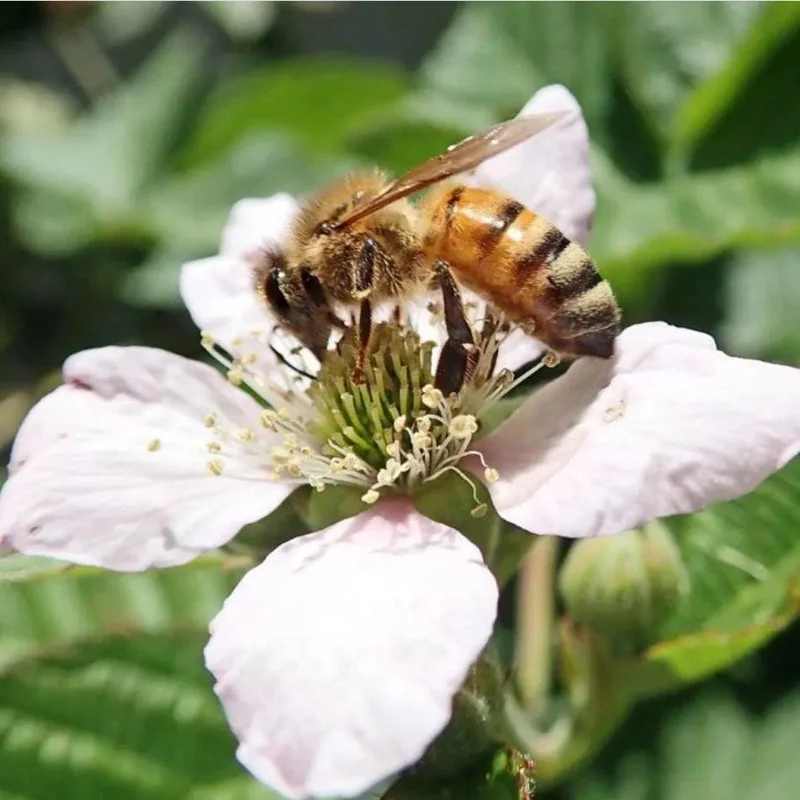 Sweetie Pie Thornless Blackberry Live Plants - 2 Pack - 4-8 Inch Tall Sweetie Pie Thornless Blackberry Live Plants - 2 Pack - 4-8 Inch Tall - Image 5