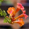 Tangerine Beauty Crossvine Live Plant – 2 Pack, 4-6" Tall – Orange-Red Flowers – Vigorous Climber Tangerine Beauty Crossvine Live Plant – 2 Pack, 4-6" Tall – Orange-Red Flowers – Vigorous Climber - Image 1