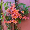 Tangerine Beauty Crossvine Live Plant, Bignonia capreolata, 3-Pack, 5-9" Tall, Vibrant Orange Trumpet Flowers, Outdoor Climbing Vine - Image 1
