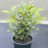 Tea Plant Live Camellia Sinensis Green Tea Tree in 1 Gallon Pot, 2 Feet Tall - Image 1