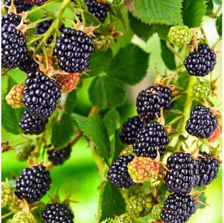 Thornless Blackberry Bush Live Plants – 2 Pack, 4-8 Inch, Outdoor Berry Shrub Thornless Blackberry Bush Live Plants – 2 Pack, 4-8 Inch, Outdoor Berry Shrub - Image 2