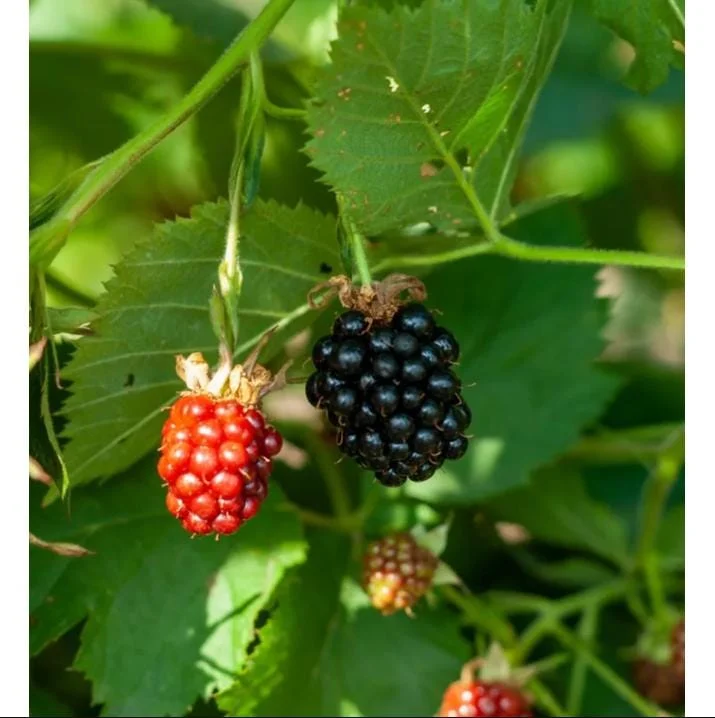 Thornless Blackberry Bush Live Plants – 2 Pack, 4-8 Inch, Outdoor Berry Shrub Thornless Blackberry Bush Live Plants – 2 Pack, 4-8 Inch, Outdoor Berry Shrub - Image 5