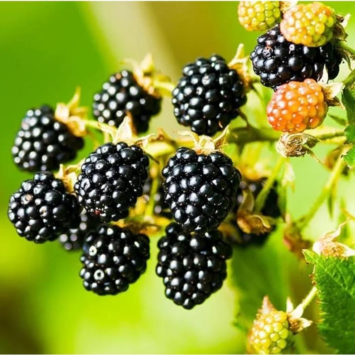 Thornless Blackberry Bush Live Plants – 2 Pack, 4-8 Inch, Outdoor Berry Shrub Thornless Blackberry Bush Live Plants – 2 Pack, 4-8 Inch, Outdoor Berry Shrub - Image 1