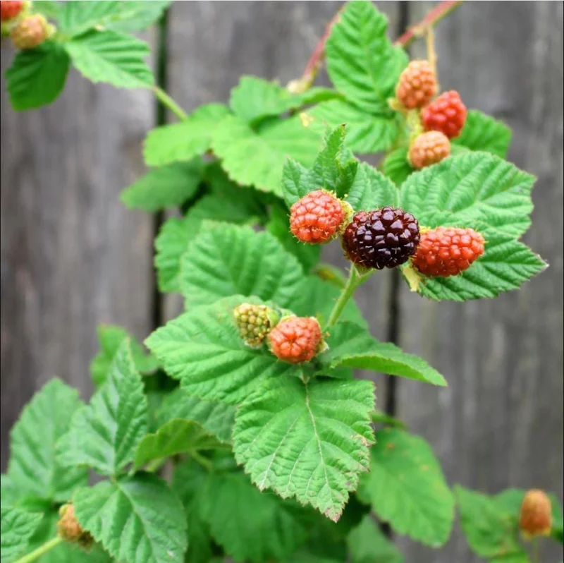Thornless Boysenberry Live Plant Starter - Large Sweet Berries, 4-8 Inch Tall Thornless Boysenberry Live Plant Starter - Large Sweet Berries, 4-8 Inch Tall - Image 10