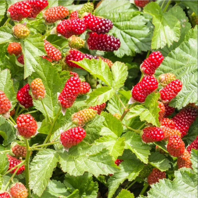 Thornless Boysenberry Live Plant Starter - Large Sweet Berries, 4-8 Inch Tall Thornless Boysenberry Live Plant Starter - Large Sweet Berries, 4-8 Inch Tall - Image 2