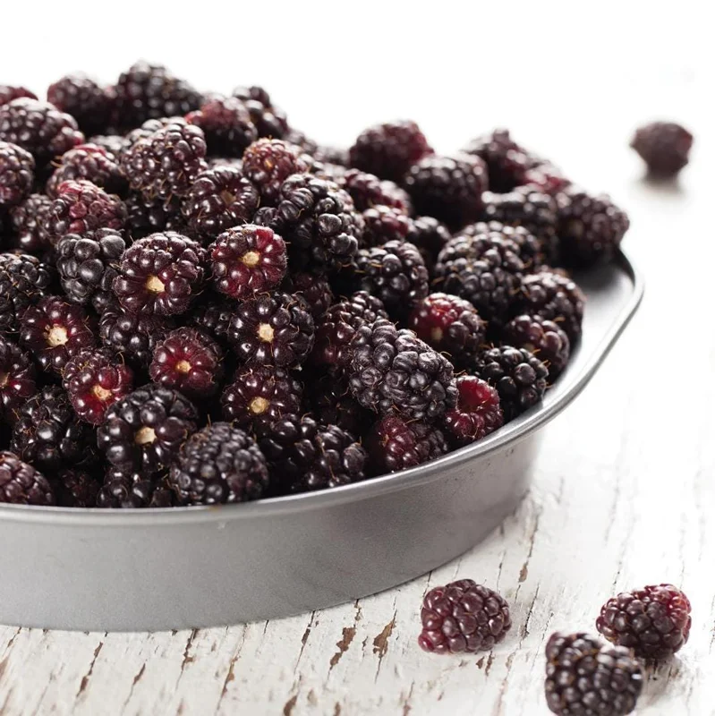 Thornless Boysenberry Live Plant Starter - Large Sweet Berries, 4-8 Inch Tall Thornless Boysenberry Live Plant Starter - Large Sweet Berries, 4-8 Inch Tall - Image 5