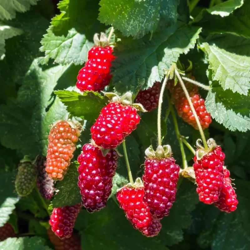 Thornless Boysenberry Live Plant Starter - Large Sweet Berries, 4-8 Inch Tall Thornless Boysenberry Live Plant Starter - Large Sweet Berries, 4-8 Inch Tall - Image 7