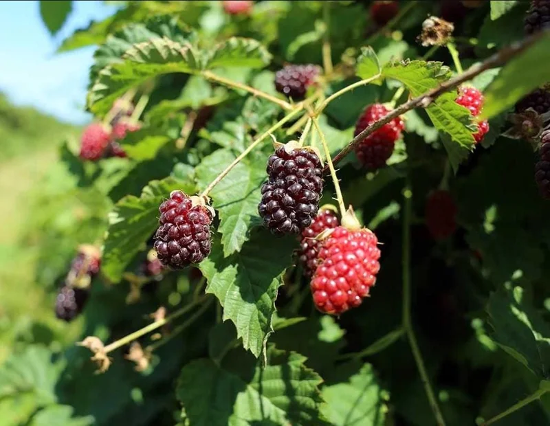 Thornless Boysenberry Live Plant Starter - Large Sweet Berries, 4-8 Inch Tall Thornless Boysenberry Live Plant Starter - Large Sweet Berries, 4-8 Inch Tall - Image 8