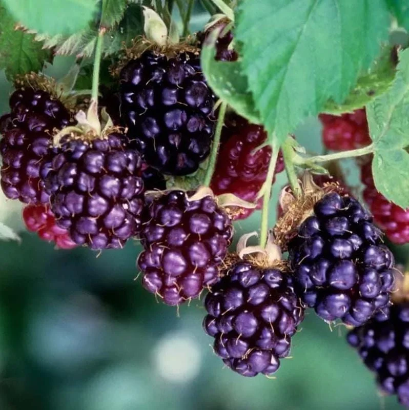 Thornless Boysenberry Live Plant Starter - Large Sweet Berries, 4-8 Inch Tall Thornless Boysenberry Live Plant Starter - Large Sweet Berries, 4-8 Inch Tall - Image 9