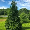 Thuja Green Giant Arborvitae Live Tree – 10-18" Tall – 3" Pot – Outdoor Evergreen Thuja Green Giant Arborvitae Live Tree – 10-18" Tall – 3" Pot – Outdoor Evergreen - Image 1