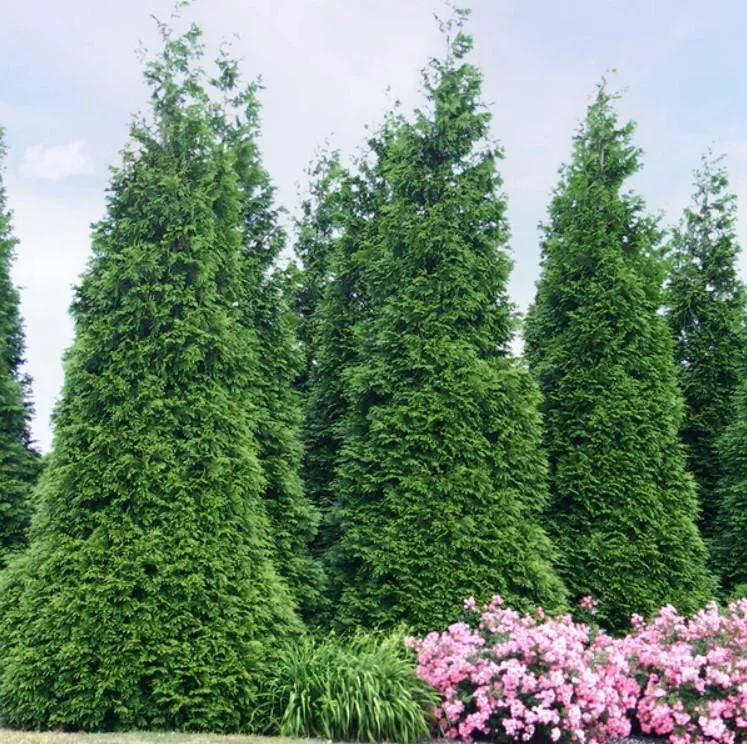Thuja Green Giant Arborvitae Live Tree - 18-24" Tall - 1 Gallon Pot - Outdoor Evergreen Thuja Green Giant Arborvitae Live Tree - 18-24" Tall - 1 Gallon Pot - Outdoor Evergreen - Image 3
