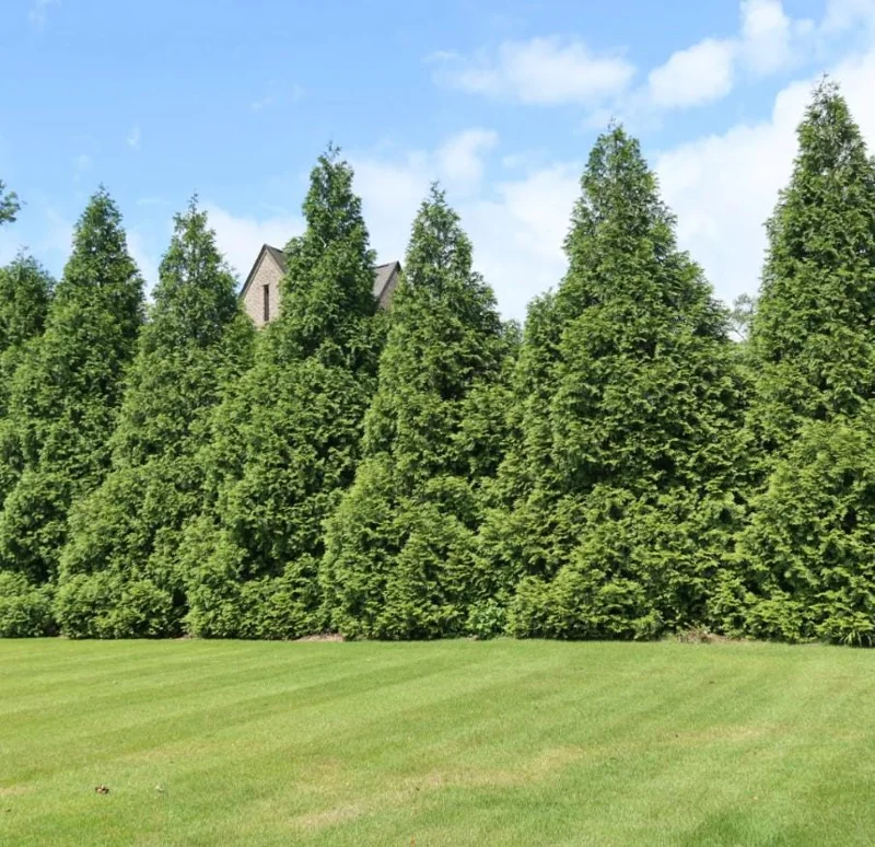 Thuja Green Giant Arborvitae Live Tree - 18-24" Tall - 1 Gallon Pot - Outdoor Evergreen Thuja Green Giant Arborvitae Live Tree - 18-24" Tall - 1 Gallon Pot - Outdoor Evergreen - Image 5