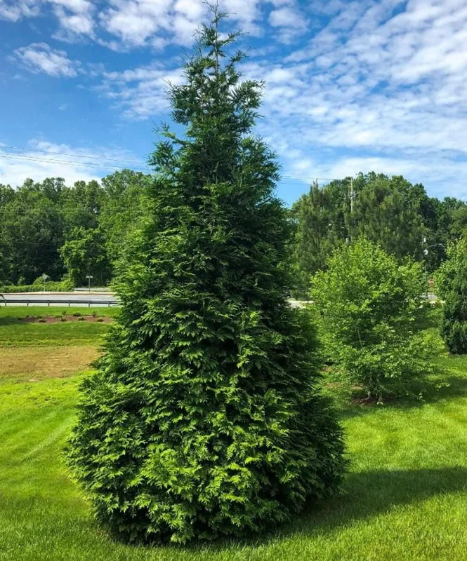 Thuja Green Giant Arborvitae Live Tree - 18-24" Tall - 1 Gallon Pot - Outdoor Evergreen Thuja Green Giant Arborvitae Live Tree - 18-24" Tall - 1 Gallon Pot - Outdoor Evergreen - Image 1