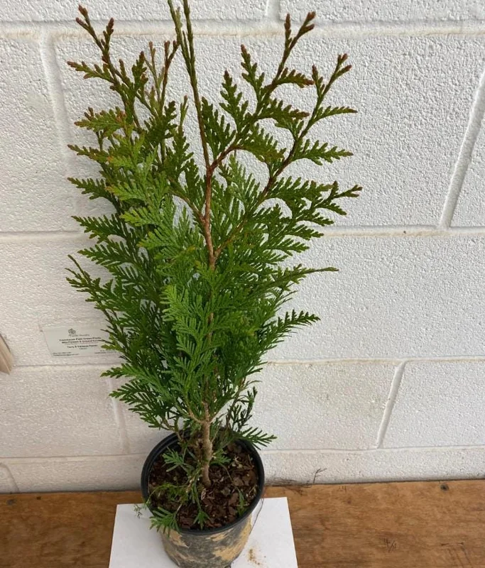 Thuja Green Giant Arborvitae Live Tree - 18-24" Tall - 1 Gallon Pot - Outdoor Evergreen Thuja Green Giant Arborvitae Live Tree - 18-24" Tall - 1 Gallon Pot - Outdoor Evergreen - Image 6
