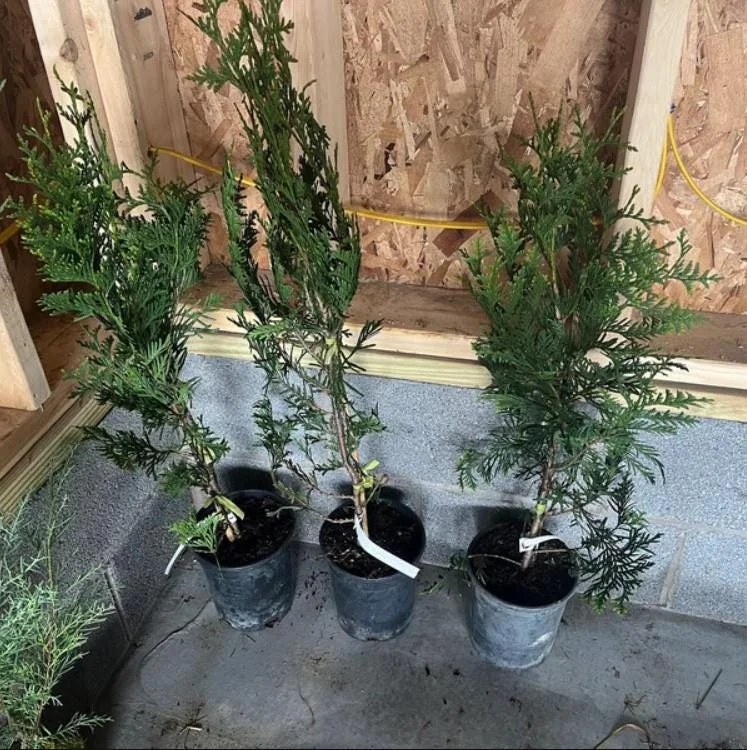 Thuja Green Giant Arborvitae Live Tree - 18-24" Tall - 1 Gallon Pot - Outdoor Evergreen Thuja Green Giant Arborvitae Live Tree - 18-24" Tall - 1 Gallon Pot - Outdoor Evergreen - Image 7