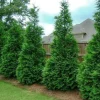 Thuja Green Giant Arborvitae Live Tree – 6-12" Tall, 4" Pot – Evergreen Shrub - Image 1