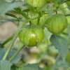 Tomatillo Plants Live - Set of 2, 3-5 Inch Tall in 4 Inch Pots, Outdoor Vegetable - Image 1