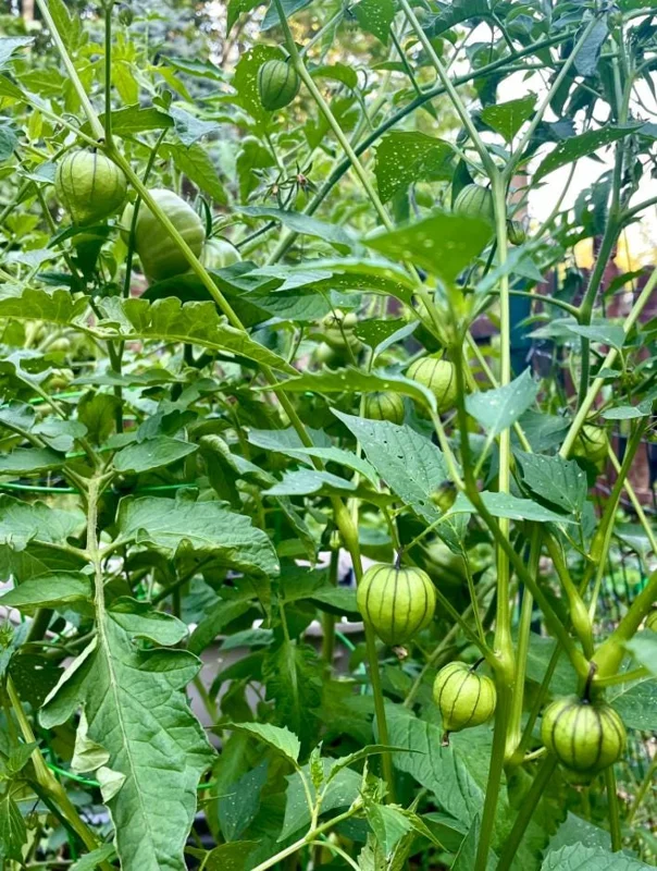 Tomatillo Plants Live - Set of 2, 3-5 Inch Tall in 4 Inch Pots, Outdoor Vegetable Tomatillo Plants Live - Set of 2, 3-5 Inch Tall in 4 Inch Pots, Outdoor Vegetable - Image 2