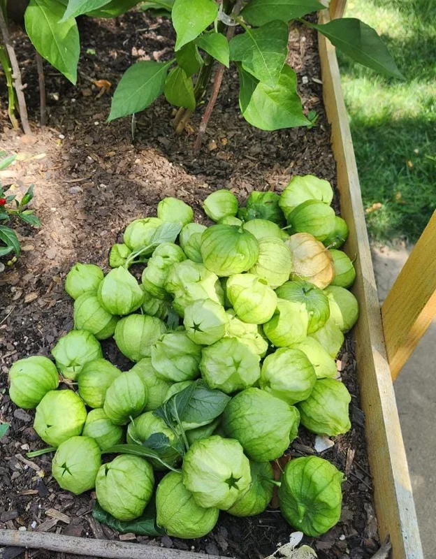 Tomatillo Plants Live - Set of 2, 3-5 Inch Tall in 4 Inch Pots, Outdoor Vegetable Tomatillo Plants Live - Set of 2, 3-5 Inch Tall in 4 Inch Pots, Outdoor Vegetable - Image 3