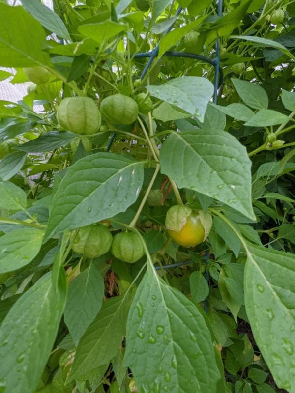 Tomatillo Plants Live - Set of 2, 3-5 Inch Tall in 4 Inch Pots, Outdoor Vegetable Tomatillo Plants Live - Set of 2, 3-5 Inch Tall in 4 Inch Pots, Outdoor Vegetable - Image 4
