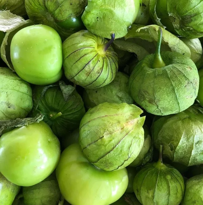 Tomatillo Plants Live - Set of 2, 3-5 Inch Tall in 4 Inch Pots, Outdoor Vegetable Tomatillo Plants Live - Set of 2, 3-5 Inch Tall in 4 Inch Pots, Outdoor Vegetable - Image 5