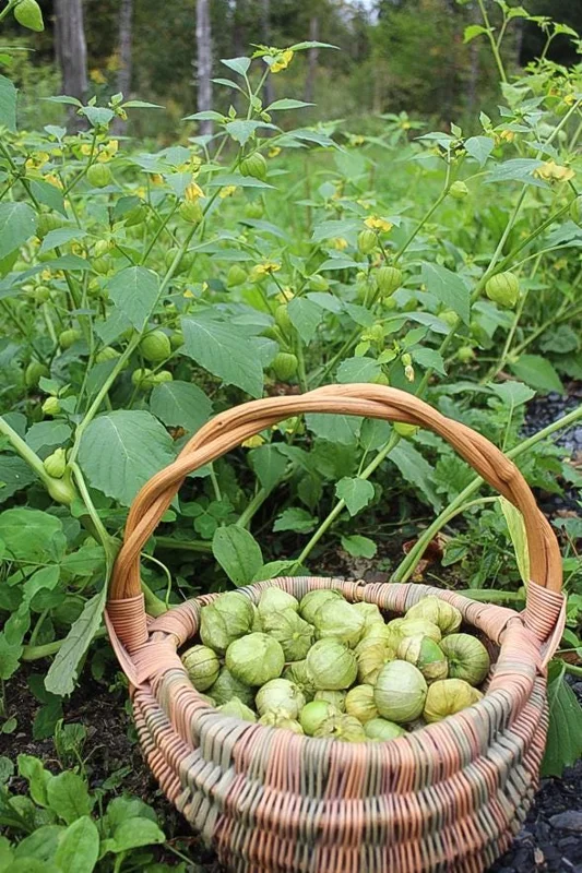 Tomatillo Plants Live - Set of 2, 3-5 Inch Tall in 4 Inch Pots, Outdoor Vegetable Tomatillo Plants Live - Set of 2, 3-5 Inch Tall in 4 Inch Pots, Outdoor Vegetable - Image 6