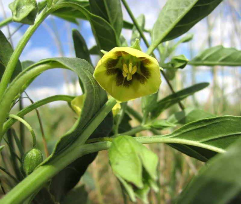 Tomatillo Plants Live - Set of 2, 3-5 Inch Tall in 4 Inch Pots, Outdoor Vegetable Tomatillo Plants Live - Set of 2, 3-5 Inch Tall in 4 Inch Pots, Outdoor Vegetable - Image 7