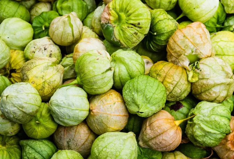 Tomatillo Plants Live - Set of 2, 3-5 Inch Tall in 4 Inch Pots, Outdoor Vegetable Tomatillo Plants Live - Set of 2, 3-5 Inch Tall in 4 Inch Pots, Outdoor Vegetable - Image 8