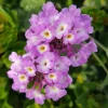 Trailing Lavender Lantana Live Plant 4-6" Tall - Colorful Perennial Trailing Lavender Lantana Live Plant 4-6" Tall - Colorful Perennial - Image 1