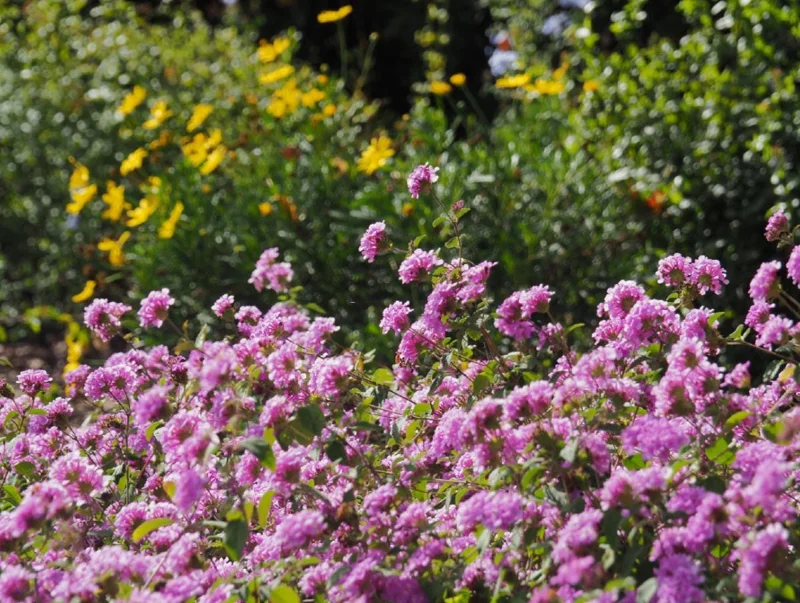 Trailing Lavender Lantana Live Plant Set – 3 Starter Plants, 4-6" Tall, Perennial Trailing Lavender Lantana Live Plant Set – 3 Starter Plants, 4-6" Tall, Perennial - Image 10