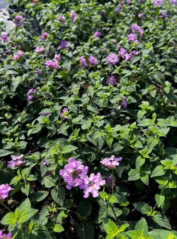 Trailing Lavender Lantana Live Plant Set – 3 Starter Plants, 4-6" Tall, Perennial Trailing Lavender Lantana Live Plant Set – 3 Starter Plants, 4-6" Tall, Perennial - Image 4