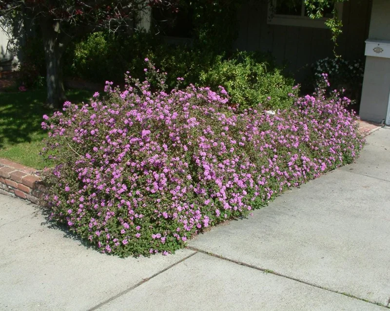 Trailing Lavender Lantana Live Plant Set – 3 Starter Plants, 4-6" Tall, Perennial Trailing Lavender Lantana Live Plant Set – 3 Starter Plants, 4-6" Tall, Perennial - Image 7