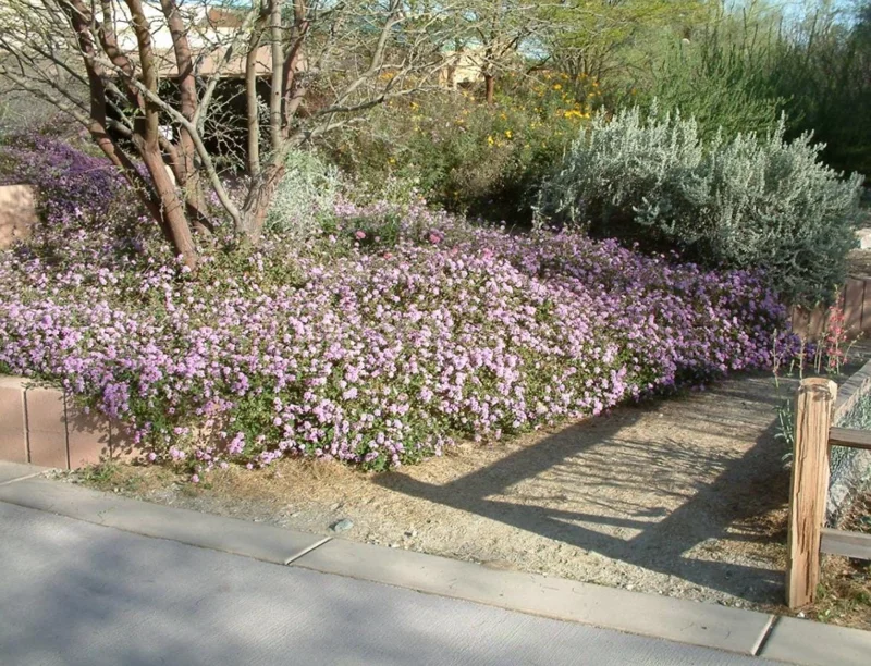 Trailing Lavender Lantana Live Plant Set – 3 Starter Plants, 4-6" Tall, Perennial Trailing Lavender Lantana Live Plant Set – 3 Starter Plants, 4-6" Tall, Perennial - Image 8